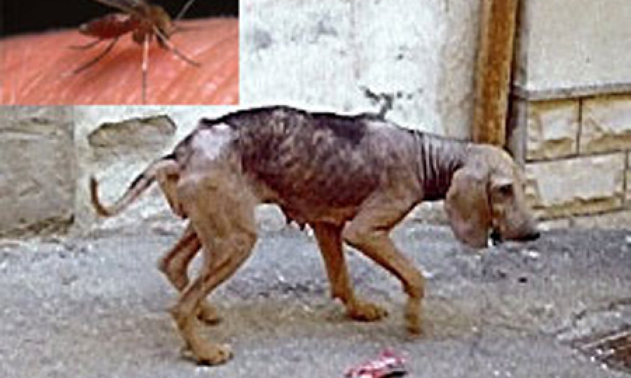 Prefeitura alerta sobre cuidados contra a leishmaniose