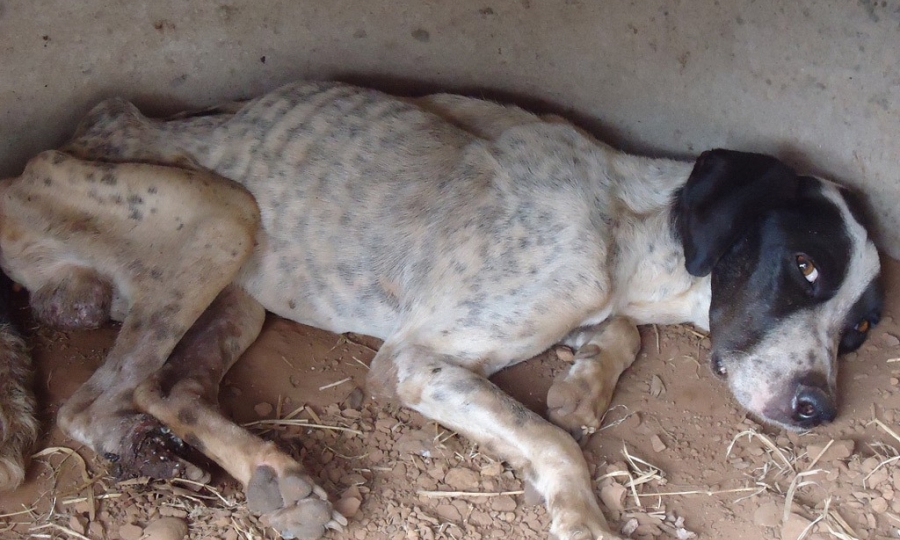 Vigil�ncia alerta que abandono e maus tratos de animais � crime