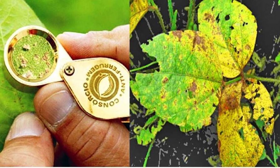 Produtores devem se atentar ao vazio sanit�rio da soja