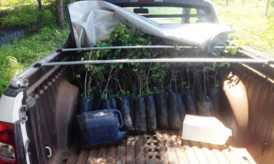 Governo Municipal recebe mais de 100 mudas de �rvores