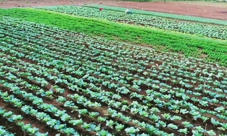 Mais de 600 fam�lias s�o beneficiadas com a��es da Secretaria de Agricultura e Meio Ambiente