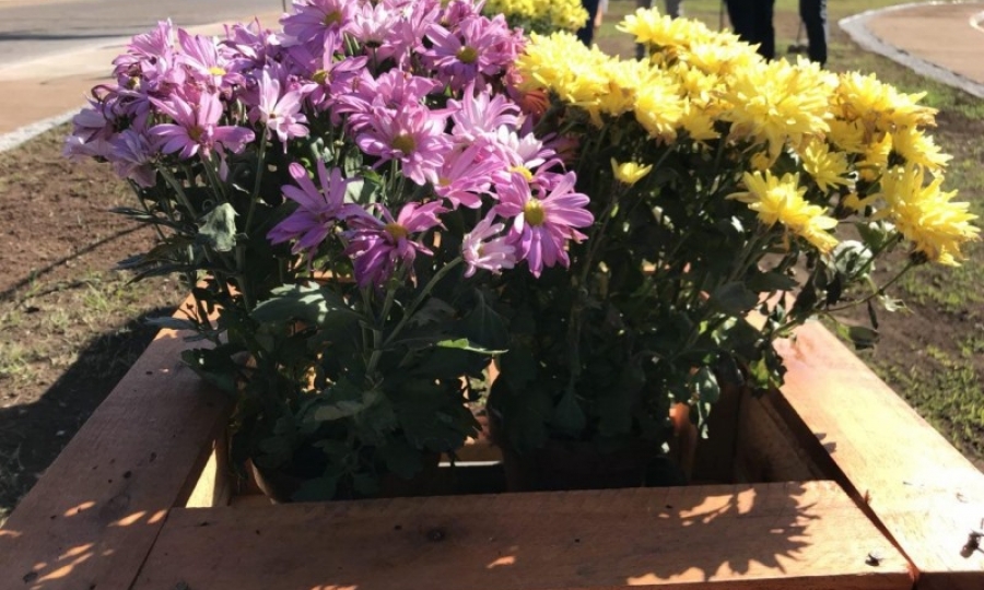 Prefeitura lan�a projeto de revitaliza��o dos espa�os p�blicos com plantio de flores ornamentais 
