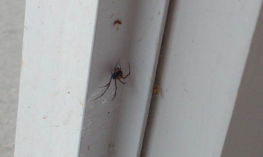 Casos de aranha Vi�va Negra preocupa a Secretaria de Sa�de em Jaciara